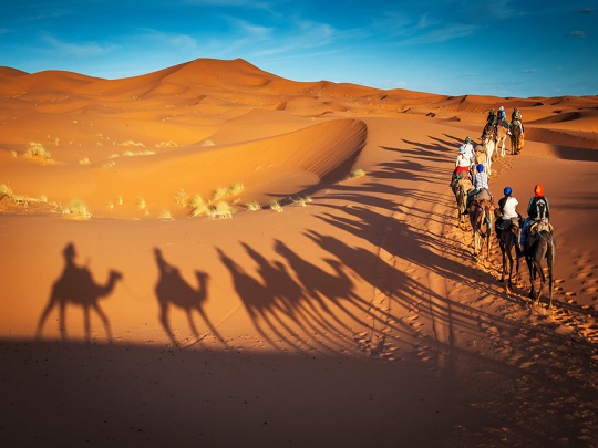 Camel trekking